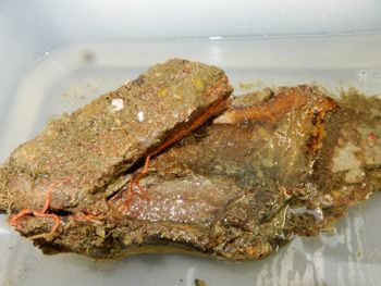 Media type: image;   Invertebrate Zoology 139659